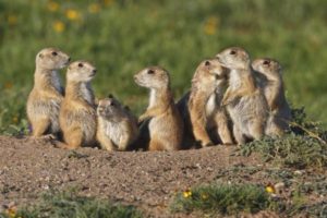 prairiedog